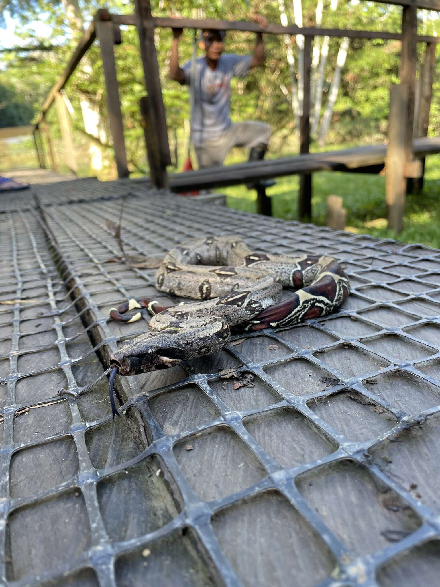 Image of Columbian Red Tail Boa