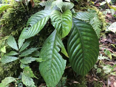 Image of Rhynchotechum formosanum Hatus.