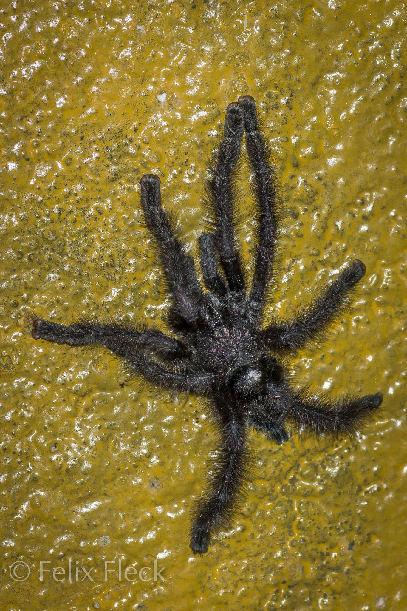 Image of Ecuadorian Purple Tarantula