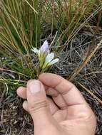 Image of Gentianella corymbosa (Kunth) Weaver & Rudenberg