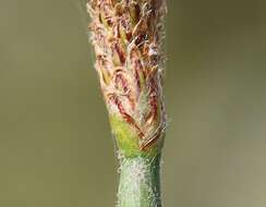 Image of Eleocharis palustris subsp. waltersii