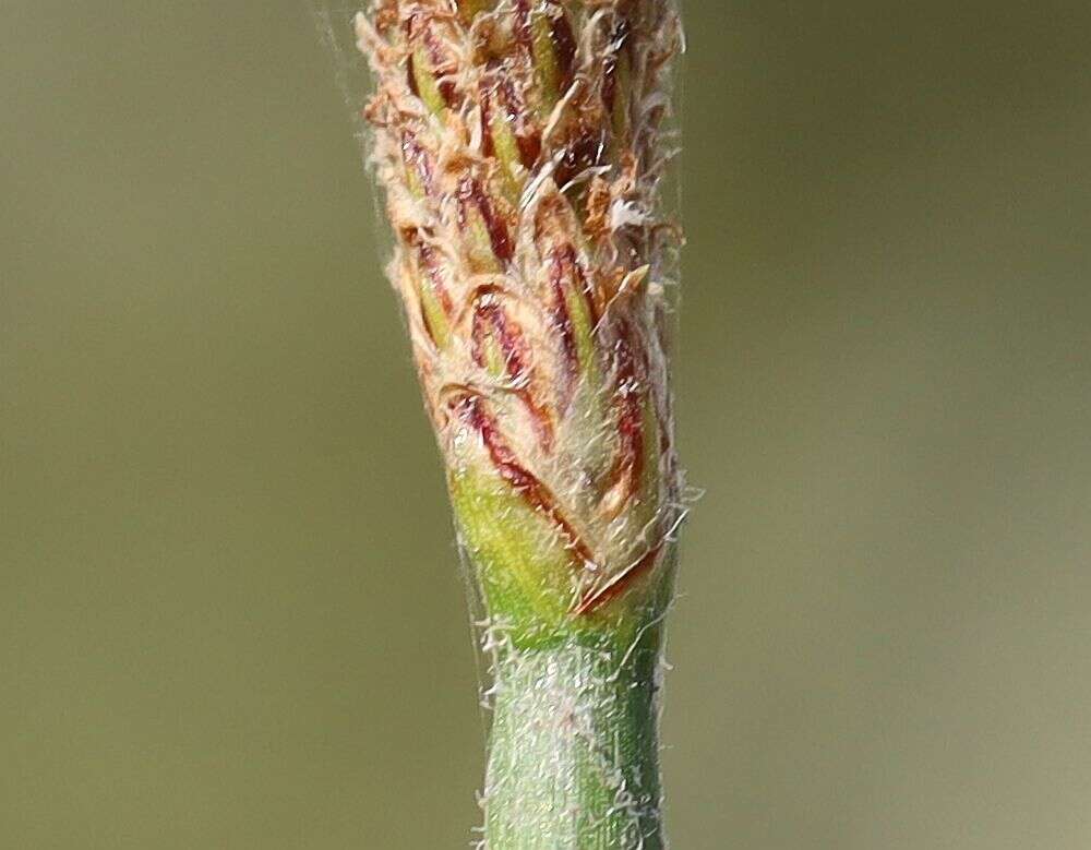 Image of Eleocharis palustris subsp. waltersii