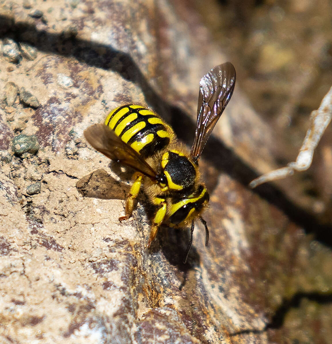 Imagem de Anthidium illustre Cresson 1879