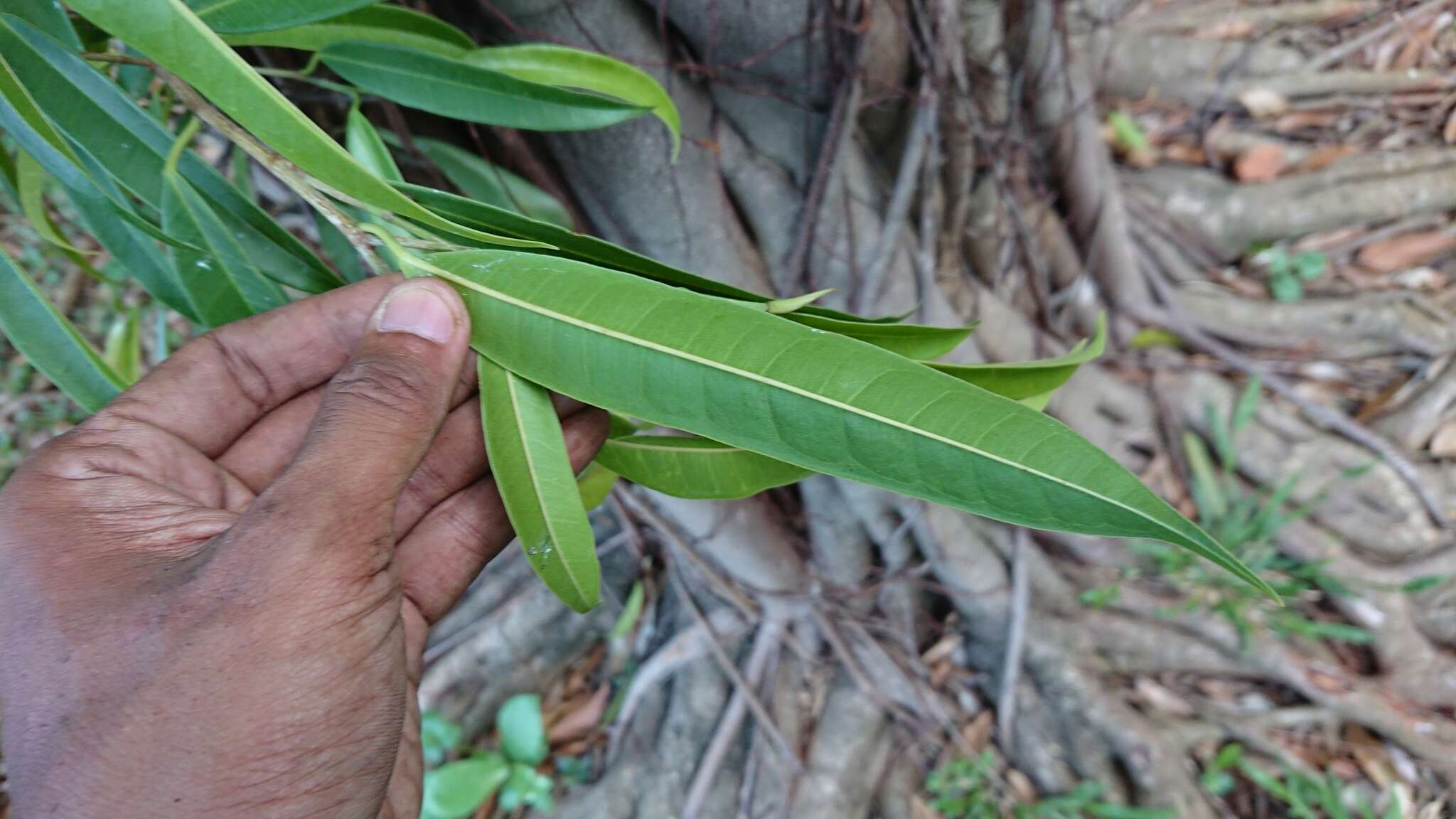 Ficus binnendijkii (Miq.) Miq.的圖片