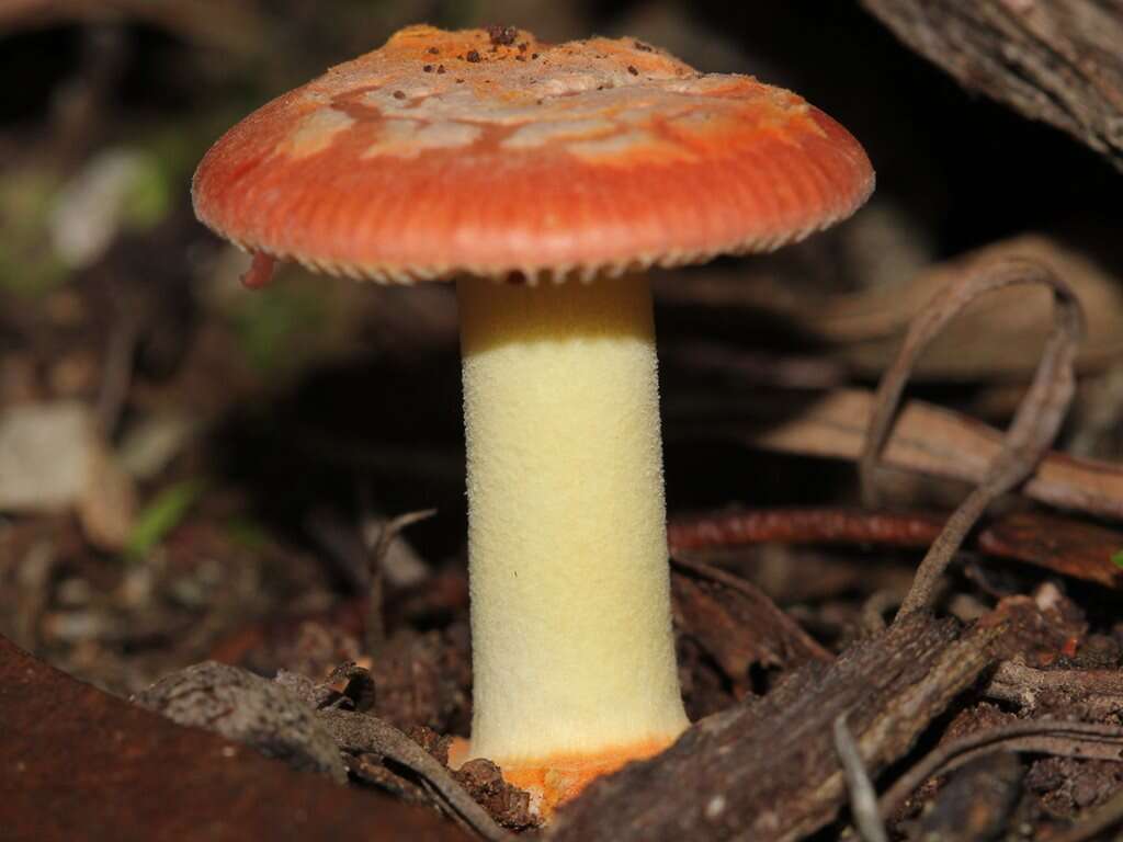 Image of Amanita xanthocephala (Berk.) D. A. Reid & R. N. Hilton 1980