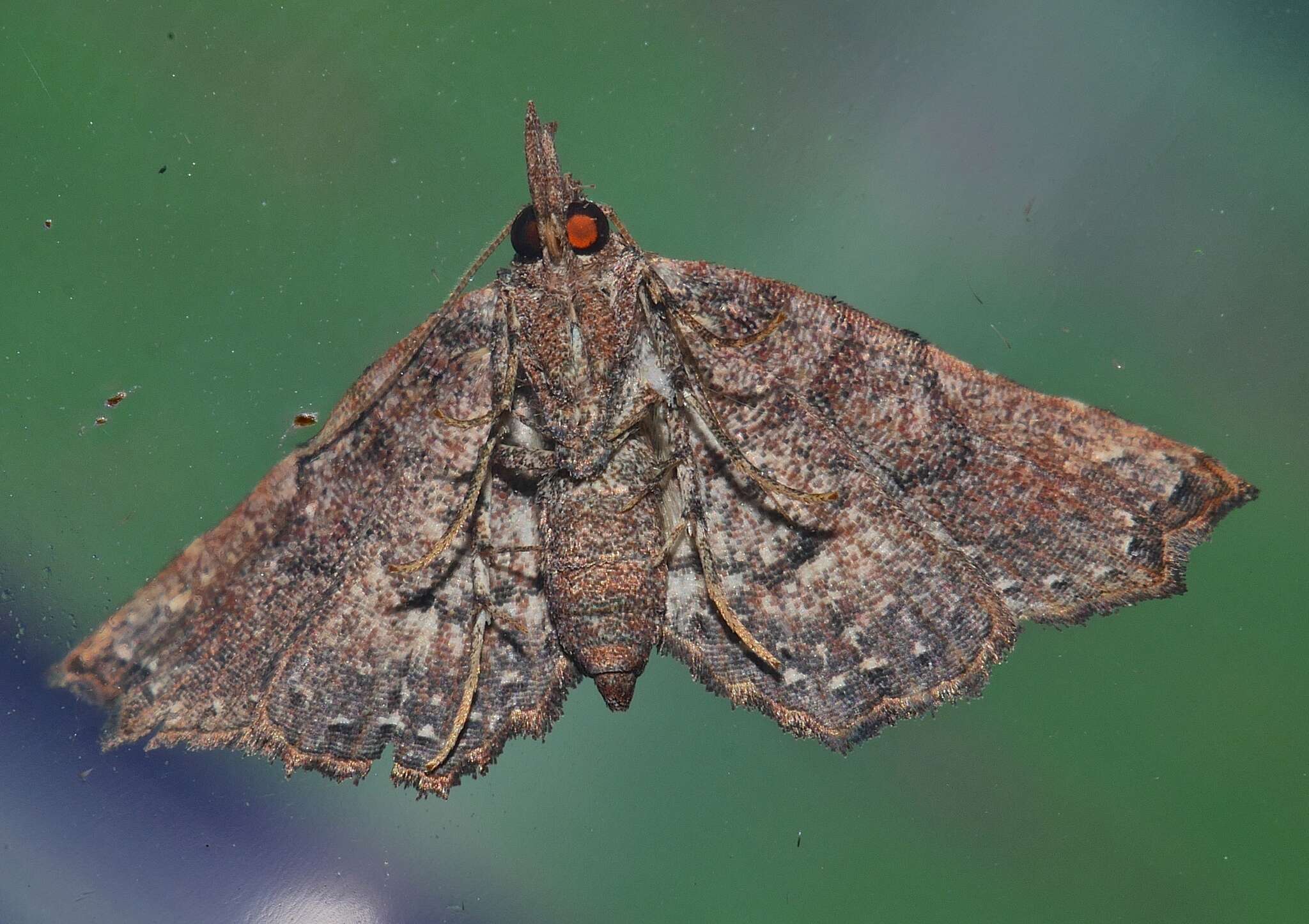 Image of Hypertrocta brunnea Bethune-Baker 1908