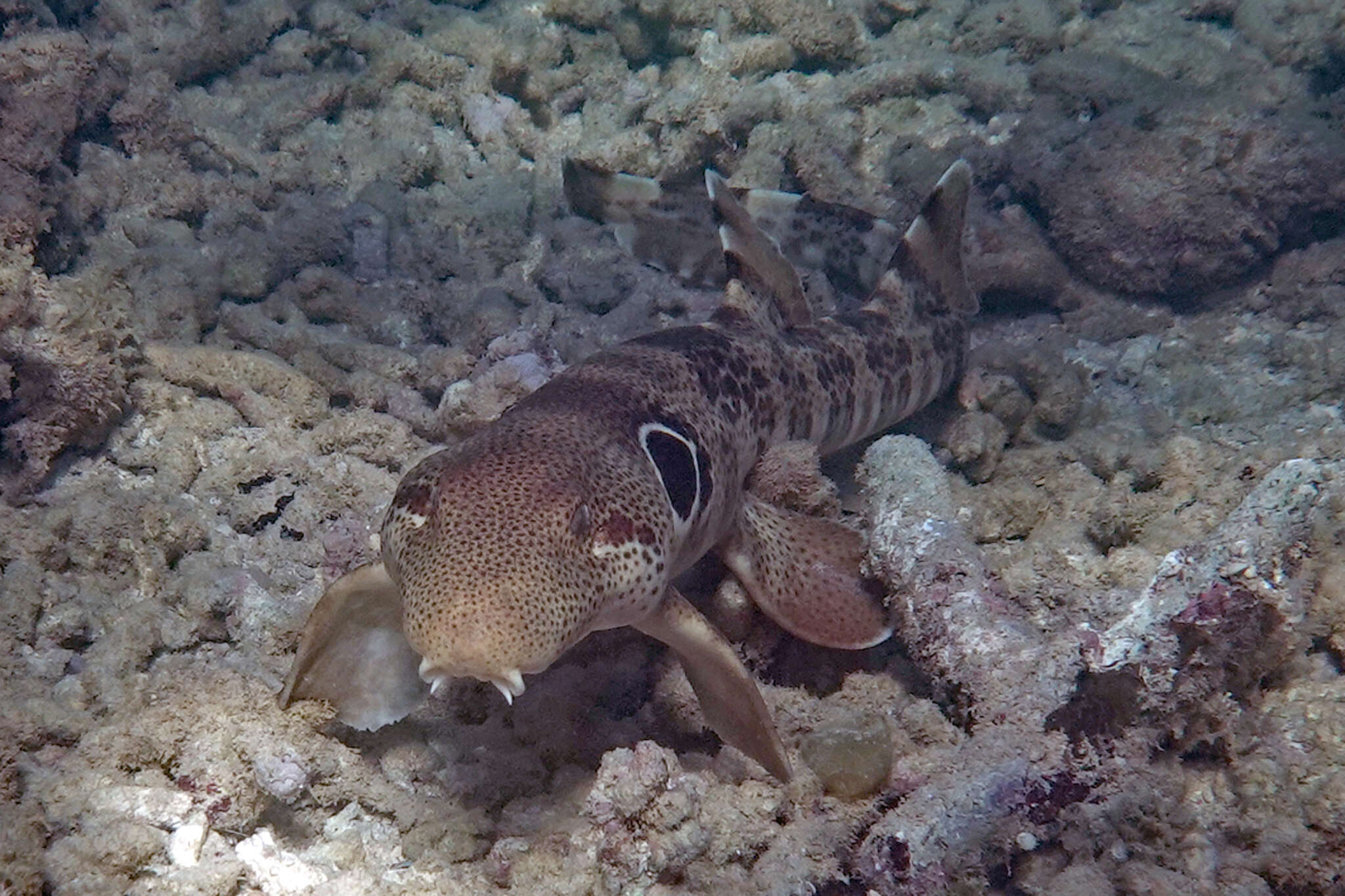 Image of Speckled Carpetshark