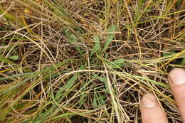 Image of Limonium aureum (L.) Hill