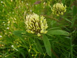 Image of sulphur clover