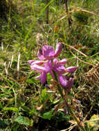 Image of greenleaf ticktrefoil