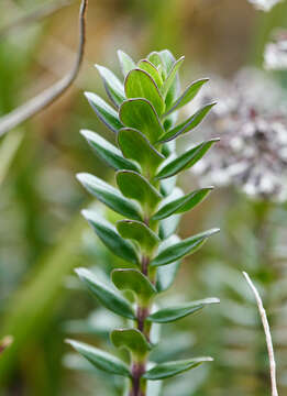 Image de Valeriana microphylla Kunth