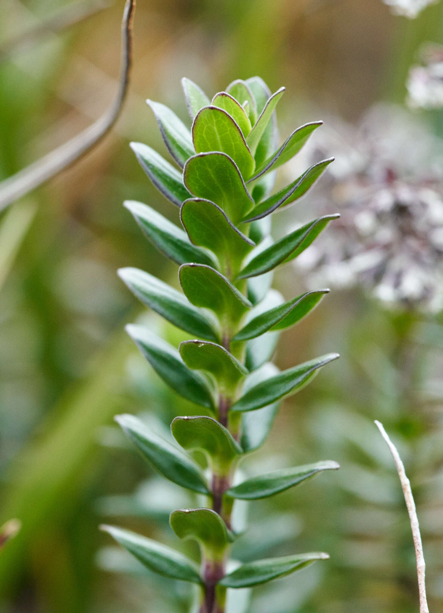 Imagem de Valeriana microphylla Kunth