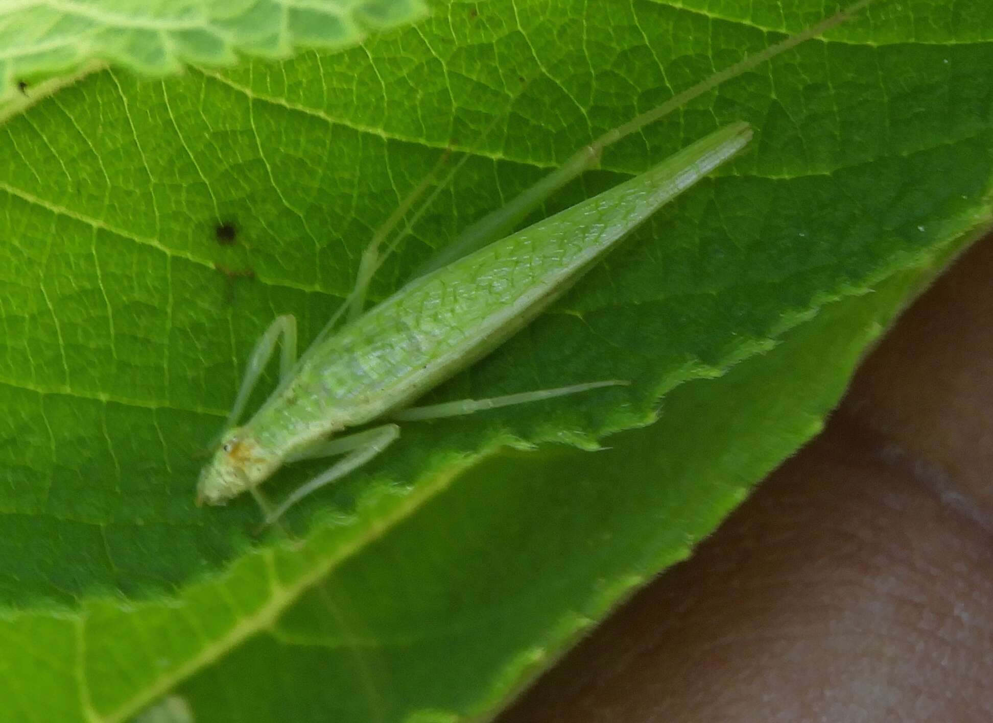 Image of Oecanthus comma Walker & T. J. 1967