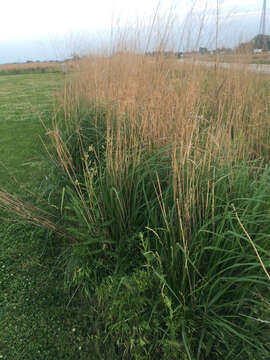 Image of switchgrass