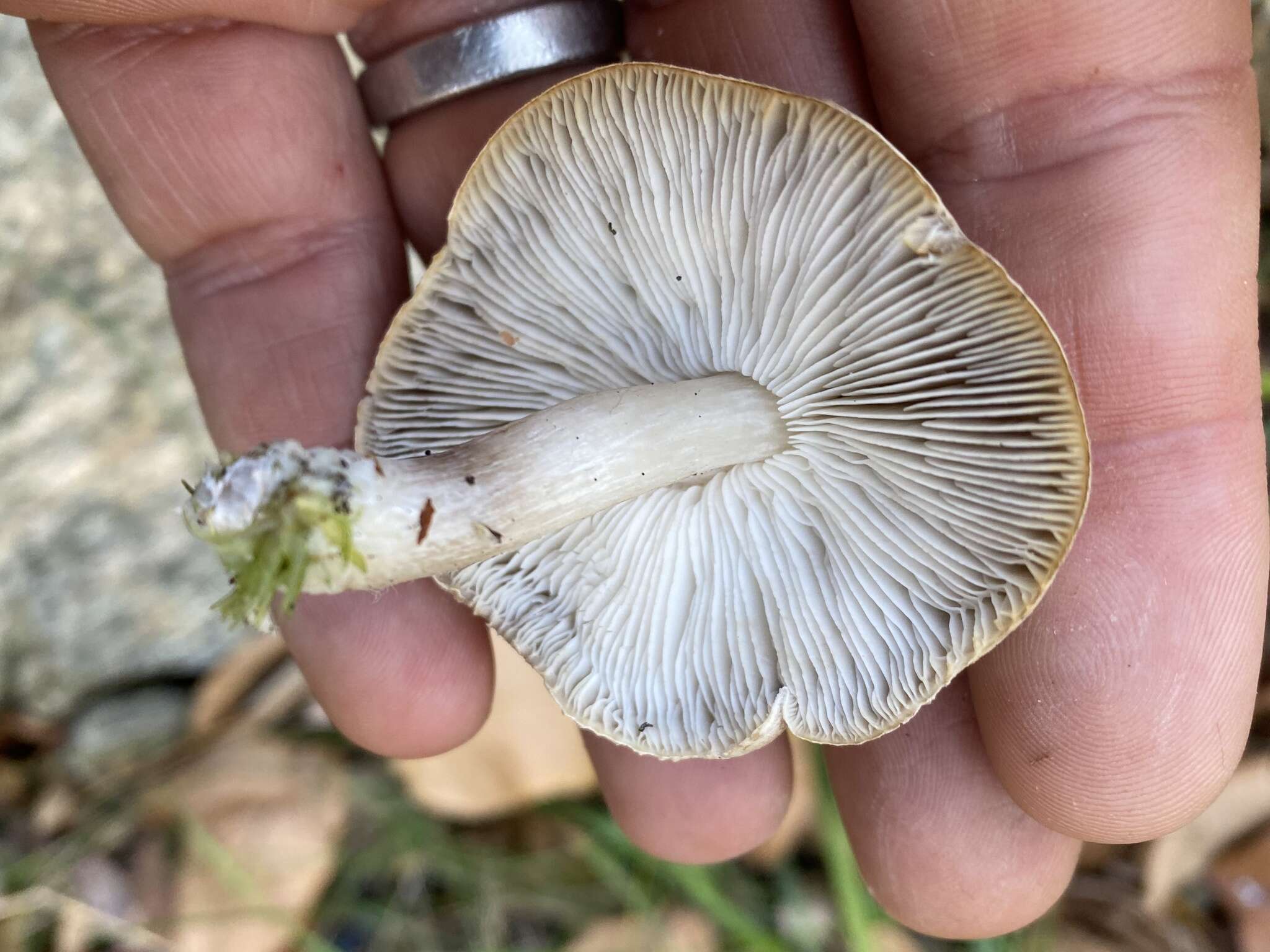 Image of Tricholoma cingulatum (Almfelt ex Fr.) Jacobasch 1892