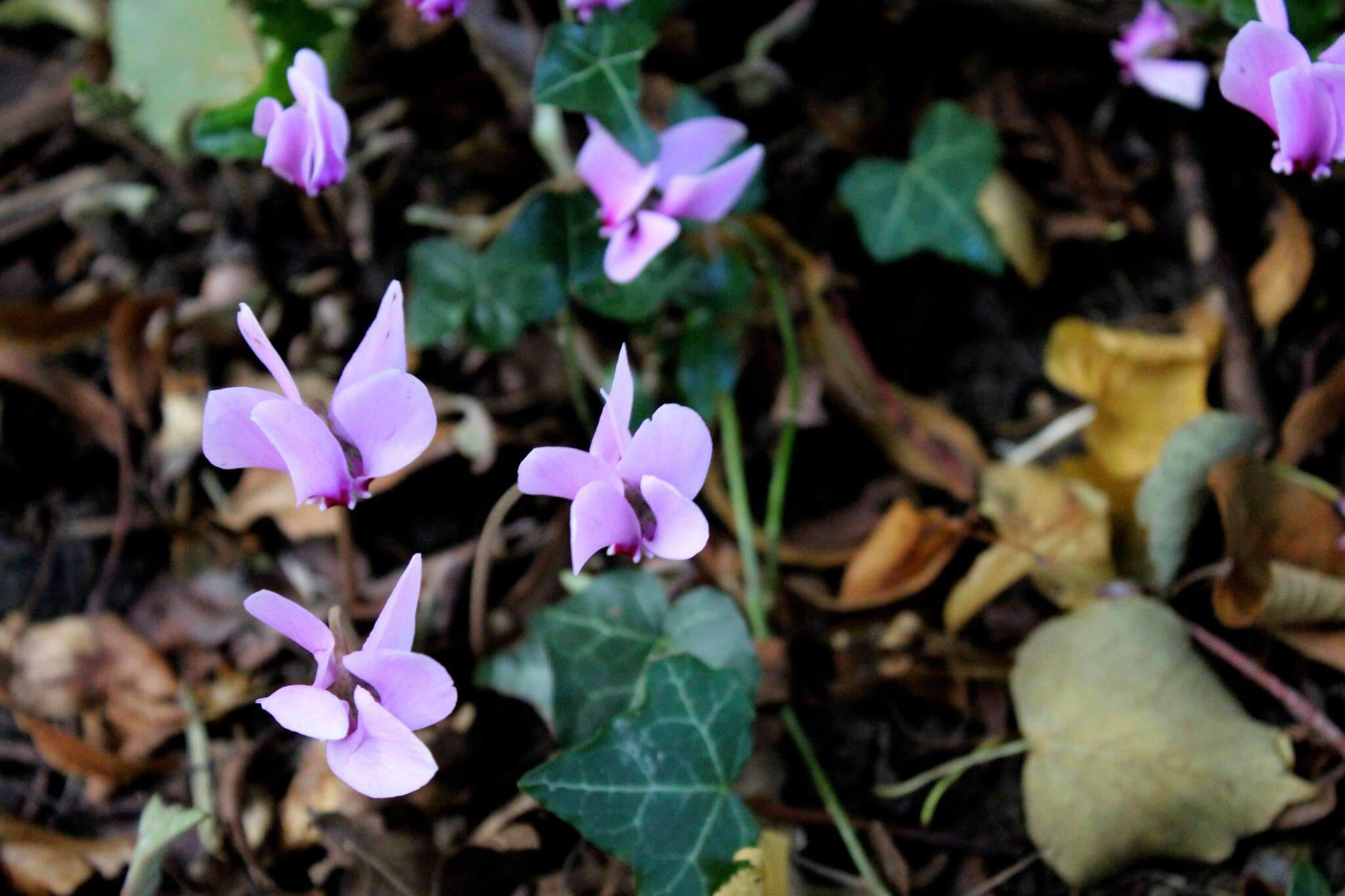 Image of baby cyclamen