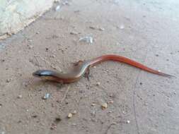 Image of Red Forest Skink