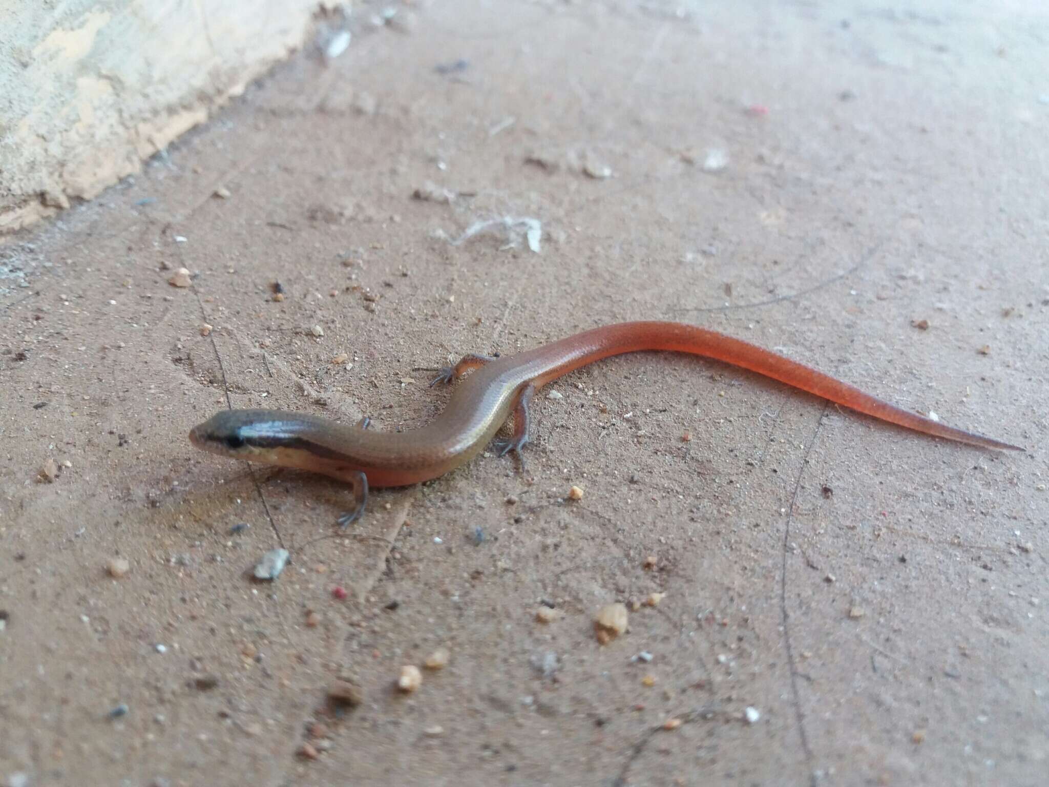 Image of Red Forest Skink