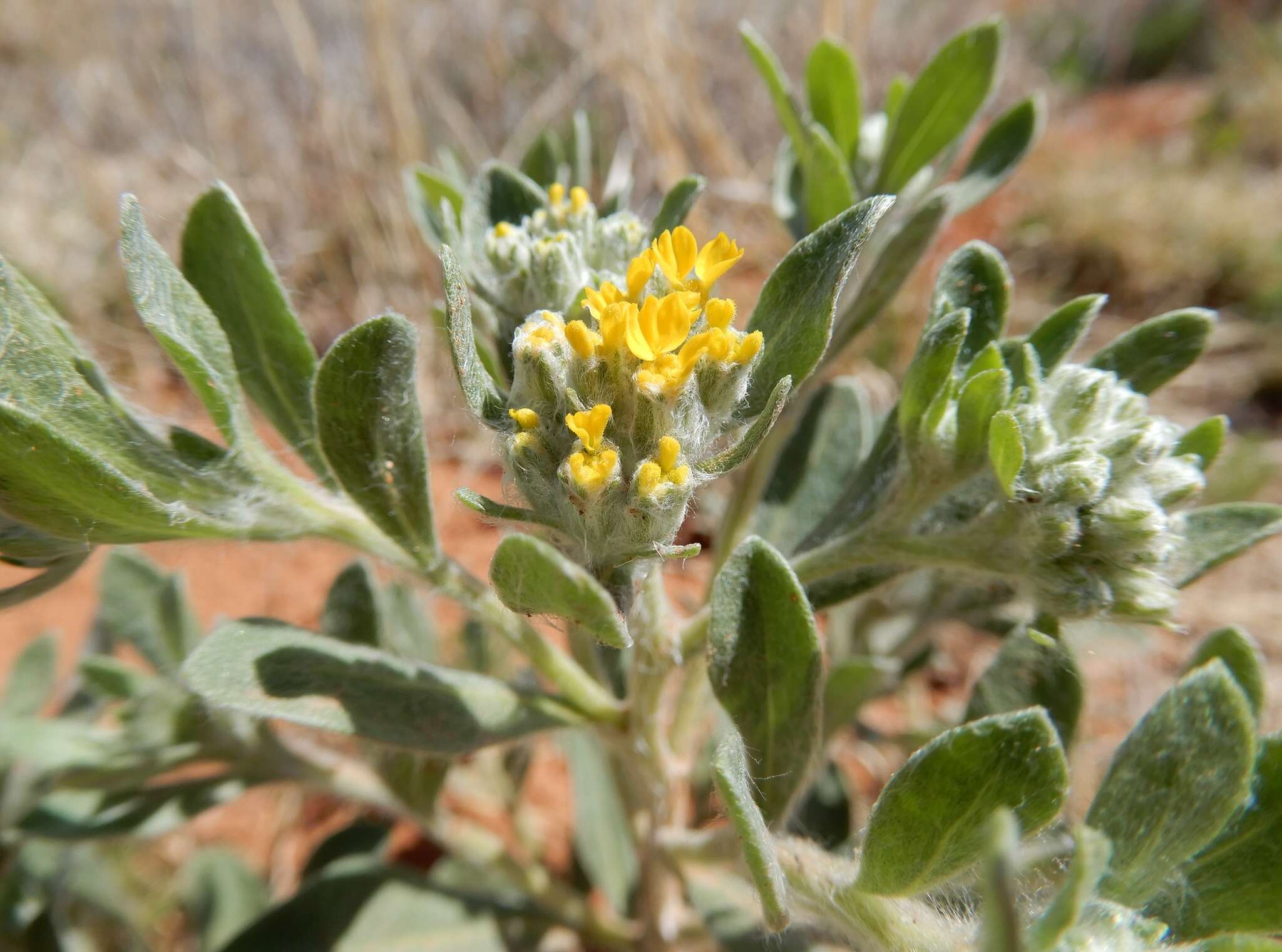 Image of woolly paperflower