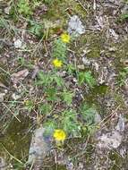 Image de Potentilla pensylvanica var. litoralis (Rydb.) Boivin