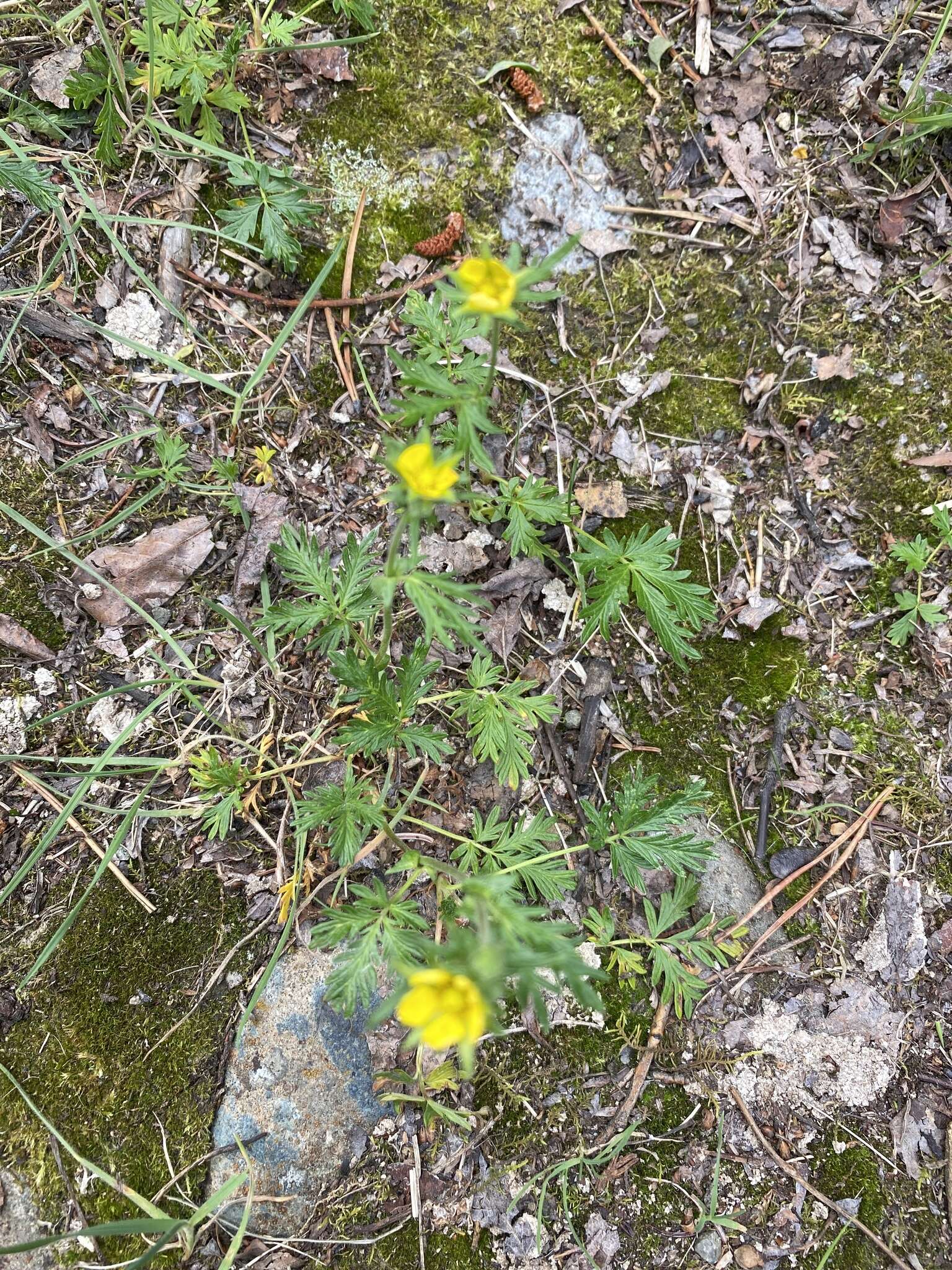 Image de Potentilla pensylvanica var. litoralis (Rydb.) Boivin