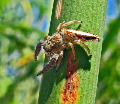 Image of Mendoza canestrinii (Ninni 1868)