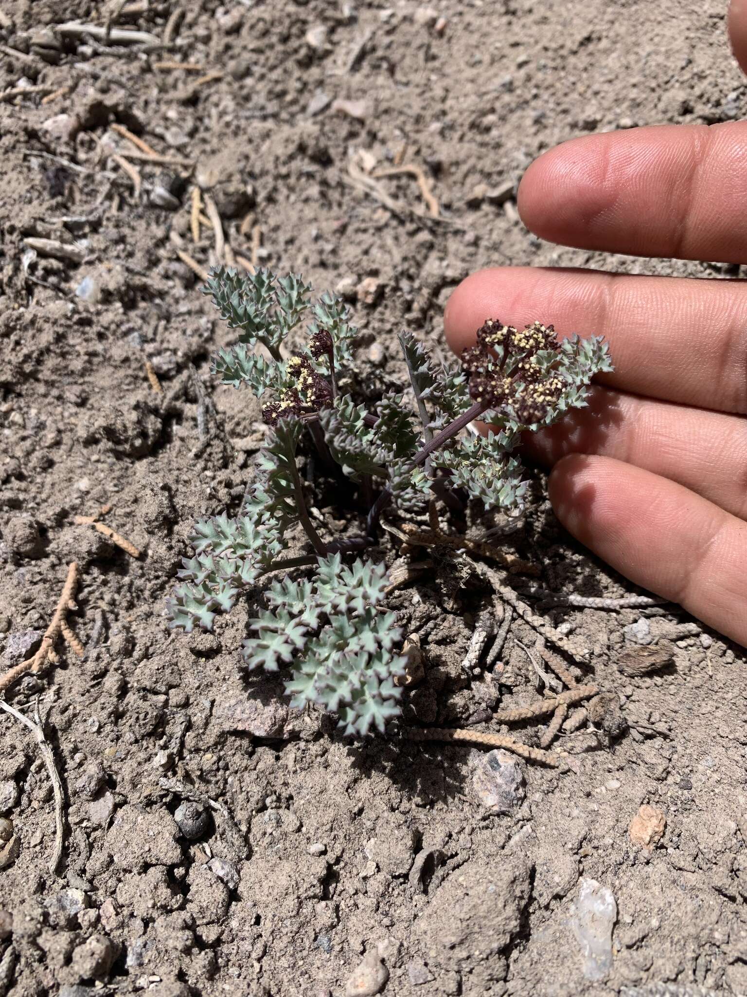 Image of Jones' springparsley