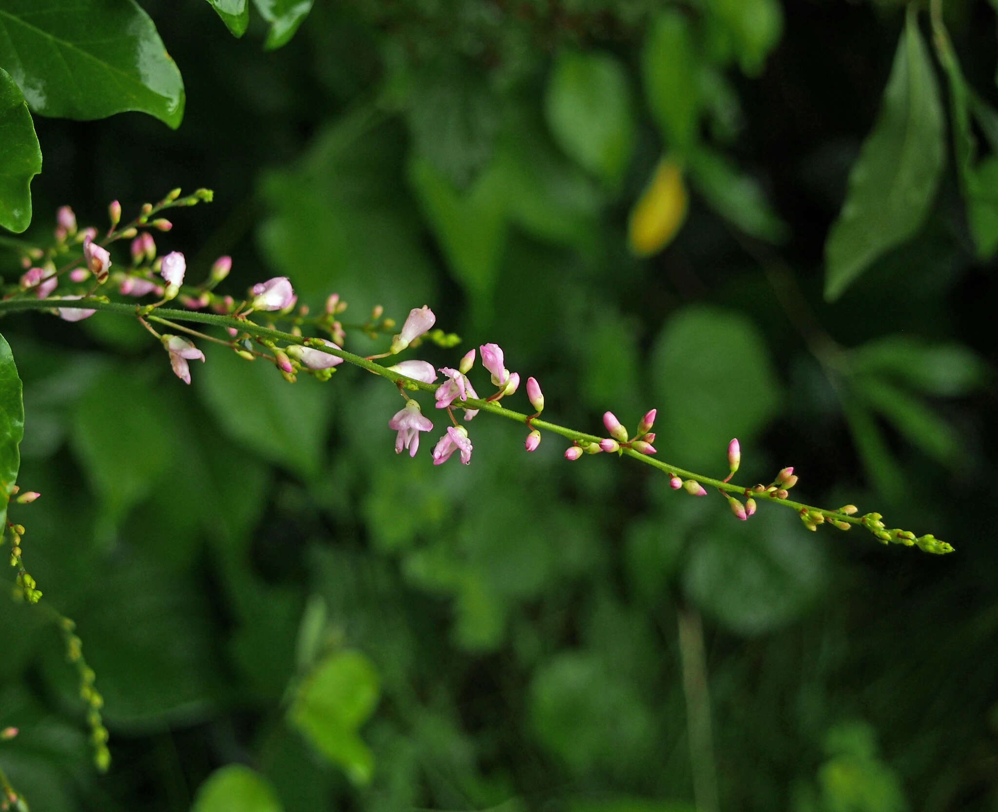 Image of Hylodesmum glutinosum (Muhl. ex Willd.) H. Ohashi & R. R. Mill