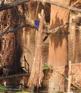 Image of Little Kingfisher