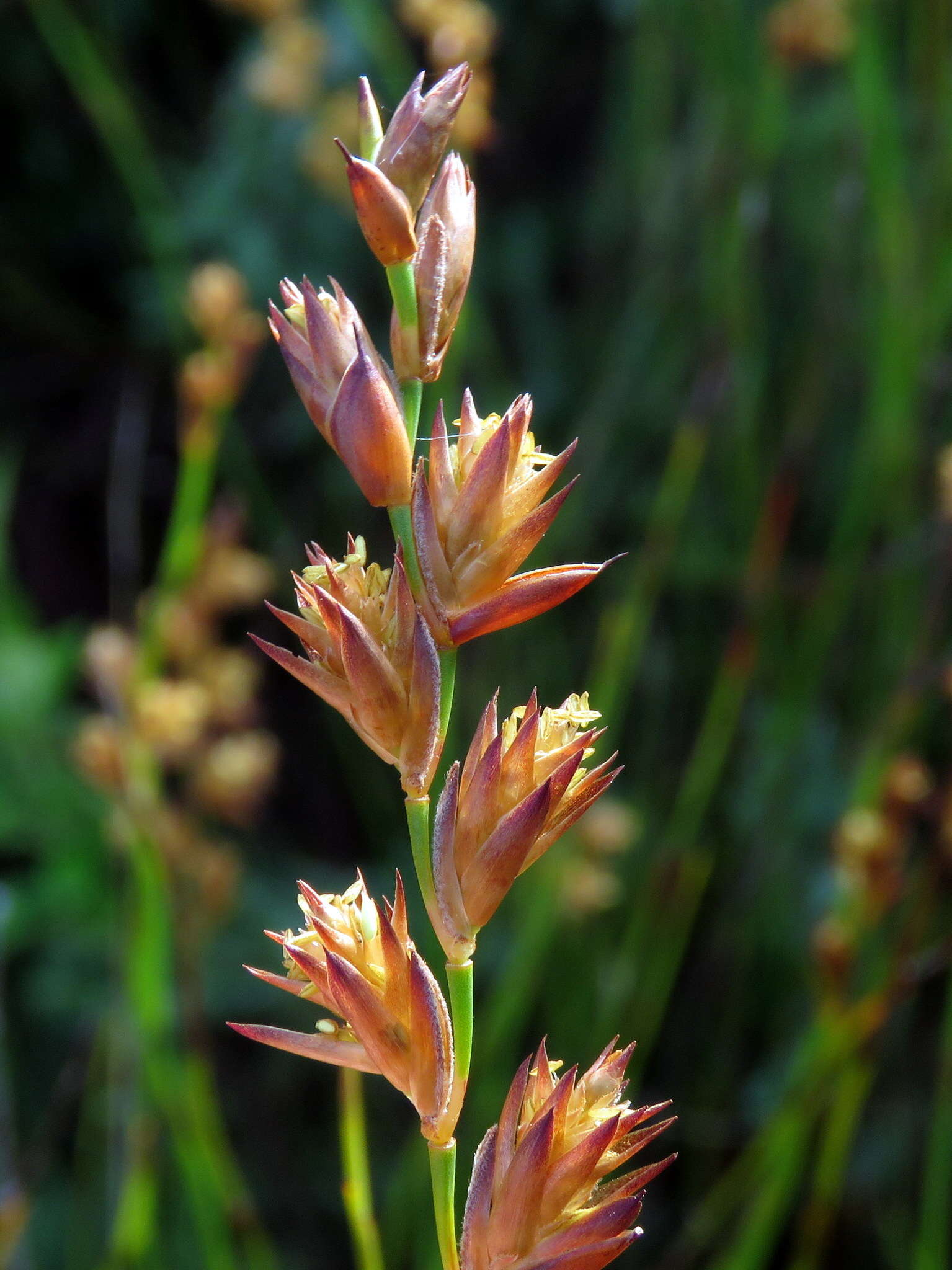 Image of Platycaulos major (Mast.) H. P. Linder