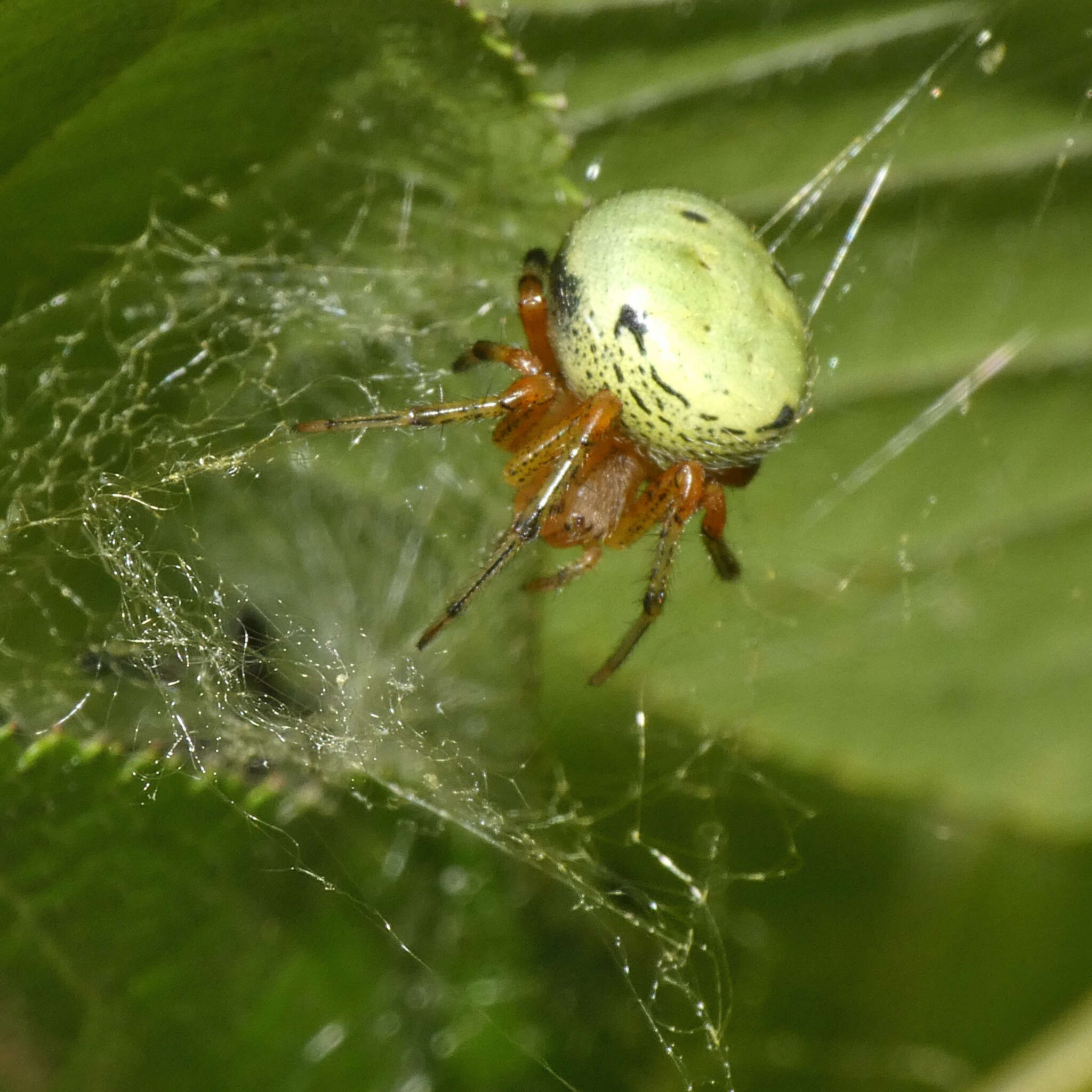 Image of Neoscona rufipalpis (Lucas 1858)