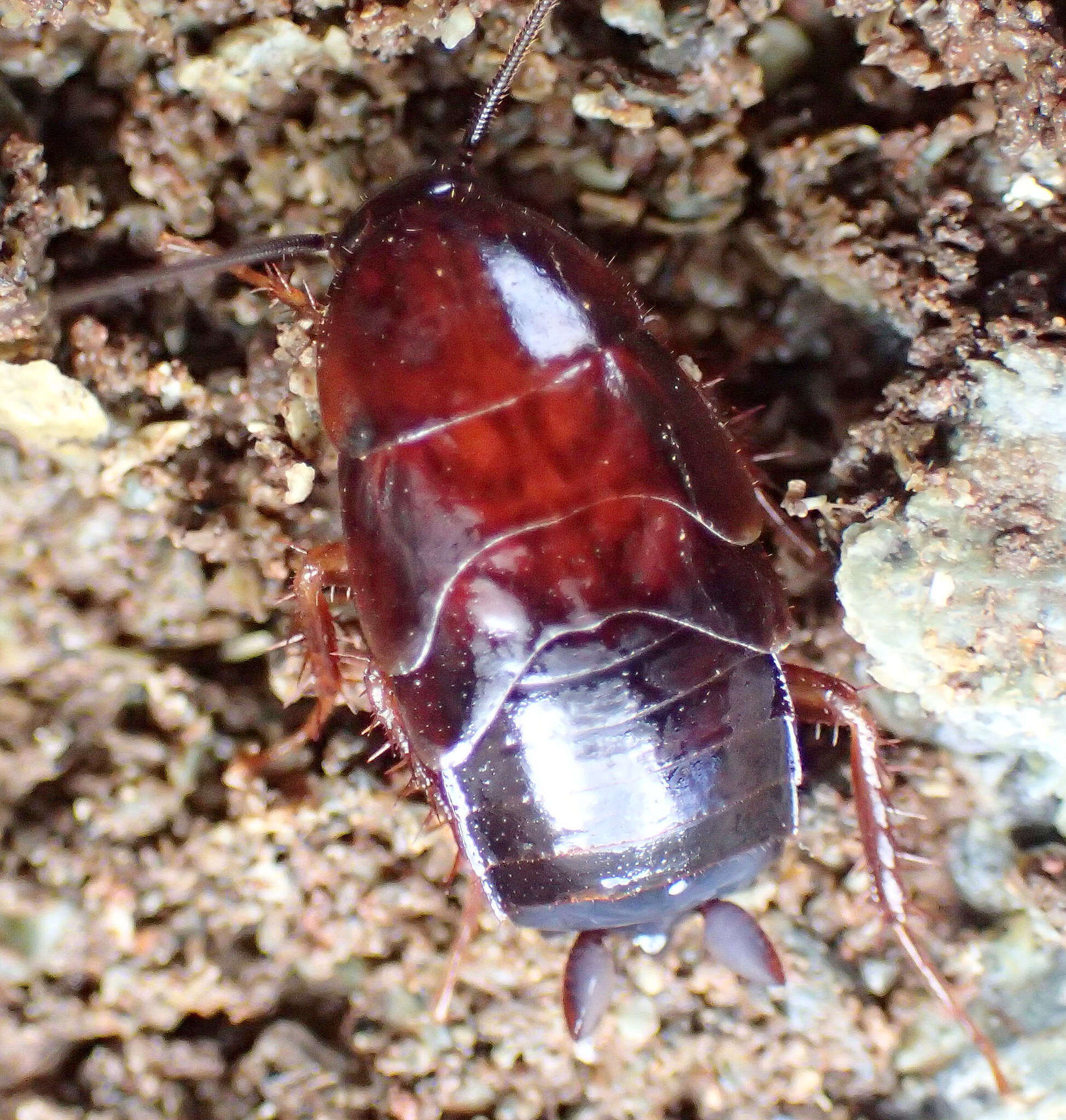 Plancia ëd Parcoblatta americana (Scudder 1900)