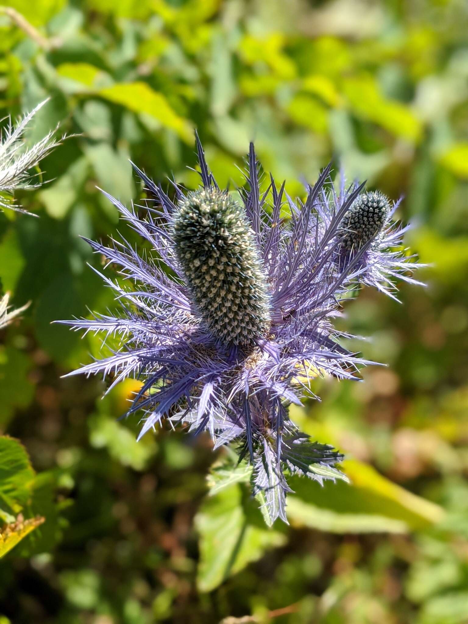 Imagem de Eryngium alpinum L.