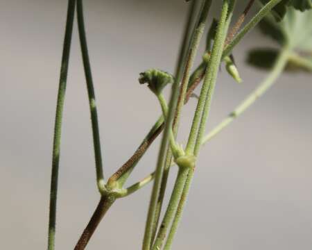 Image of Pelargonium worcesterae Knuth