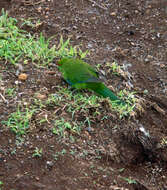 Image of Kermadec Parakeet