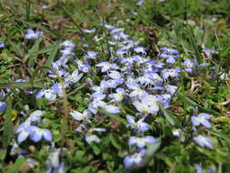 صورة Lobelia erlangeriana Engl.