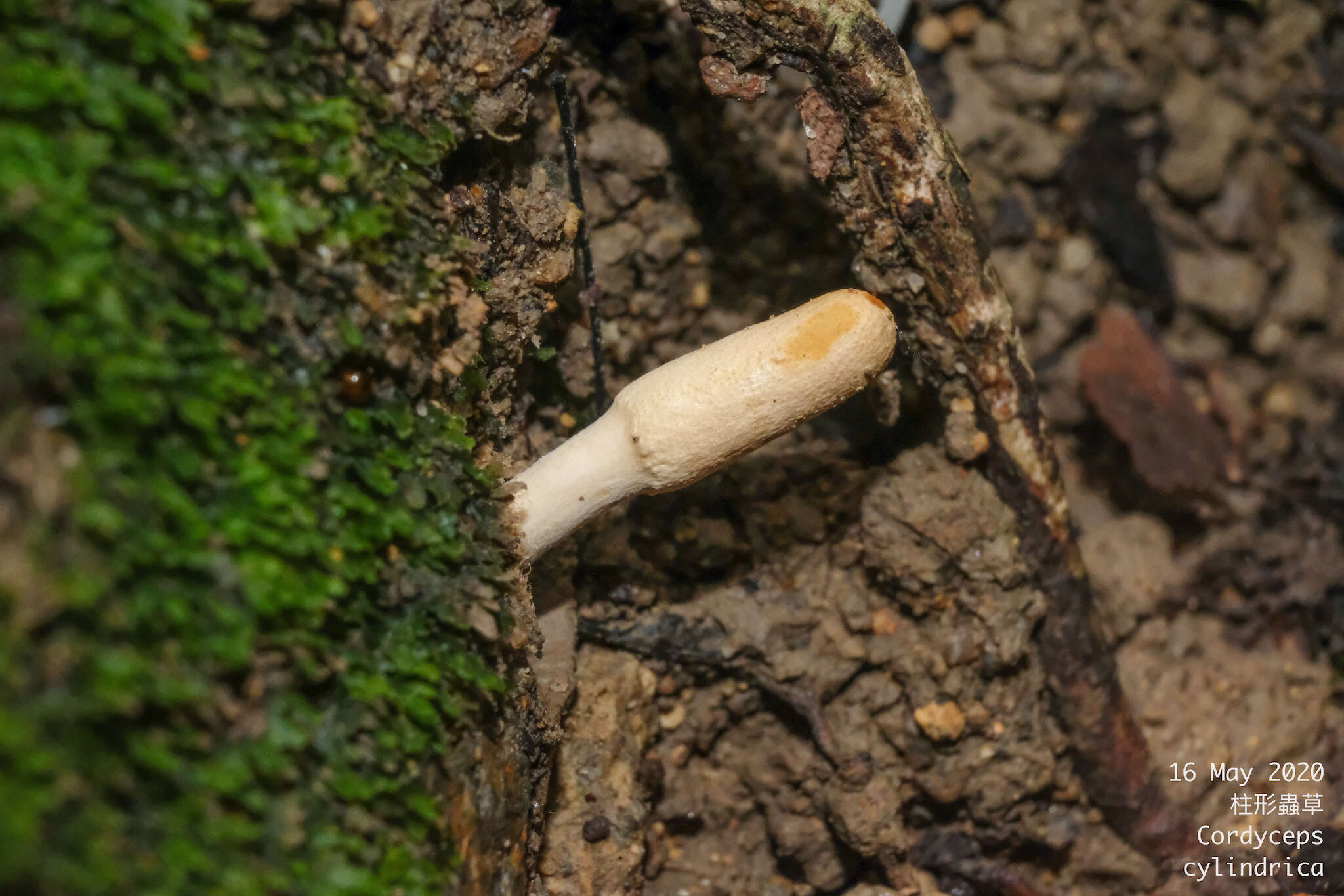 Image of Purpureocillium atypicola (Yasuda) Spatafora, Hywel-Jones & Luangsa-ard 2015