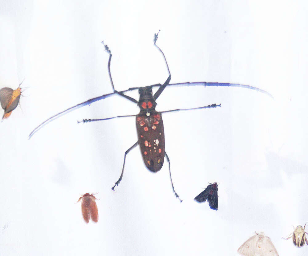 Image of Batocera victoriana Thomson 1856