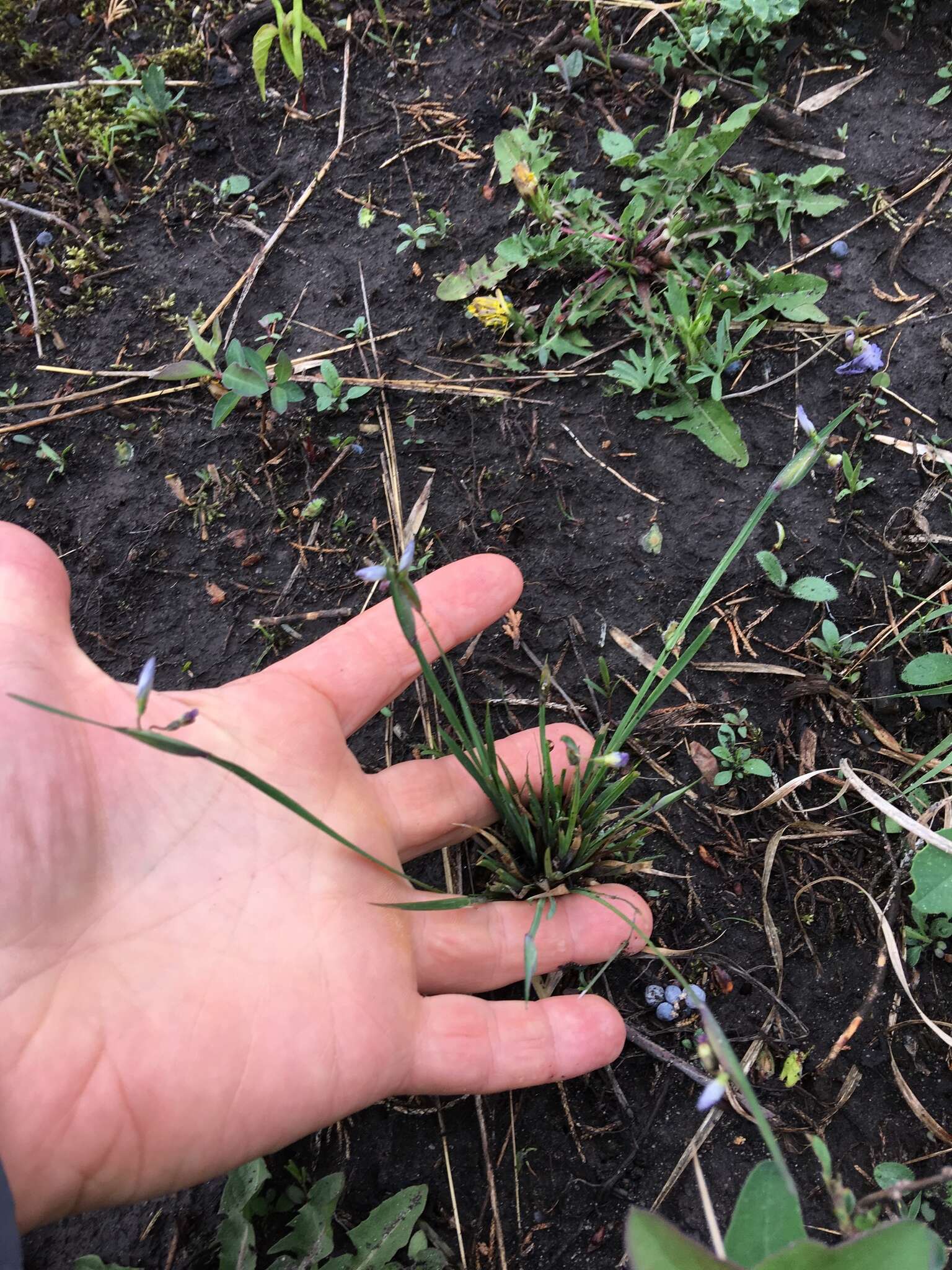 Imagem de Sisyrinchium campestre E. P. Bicknell