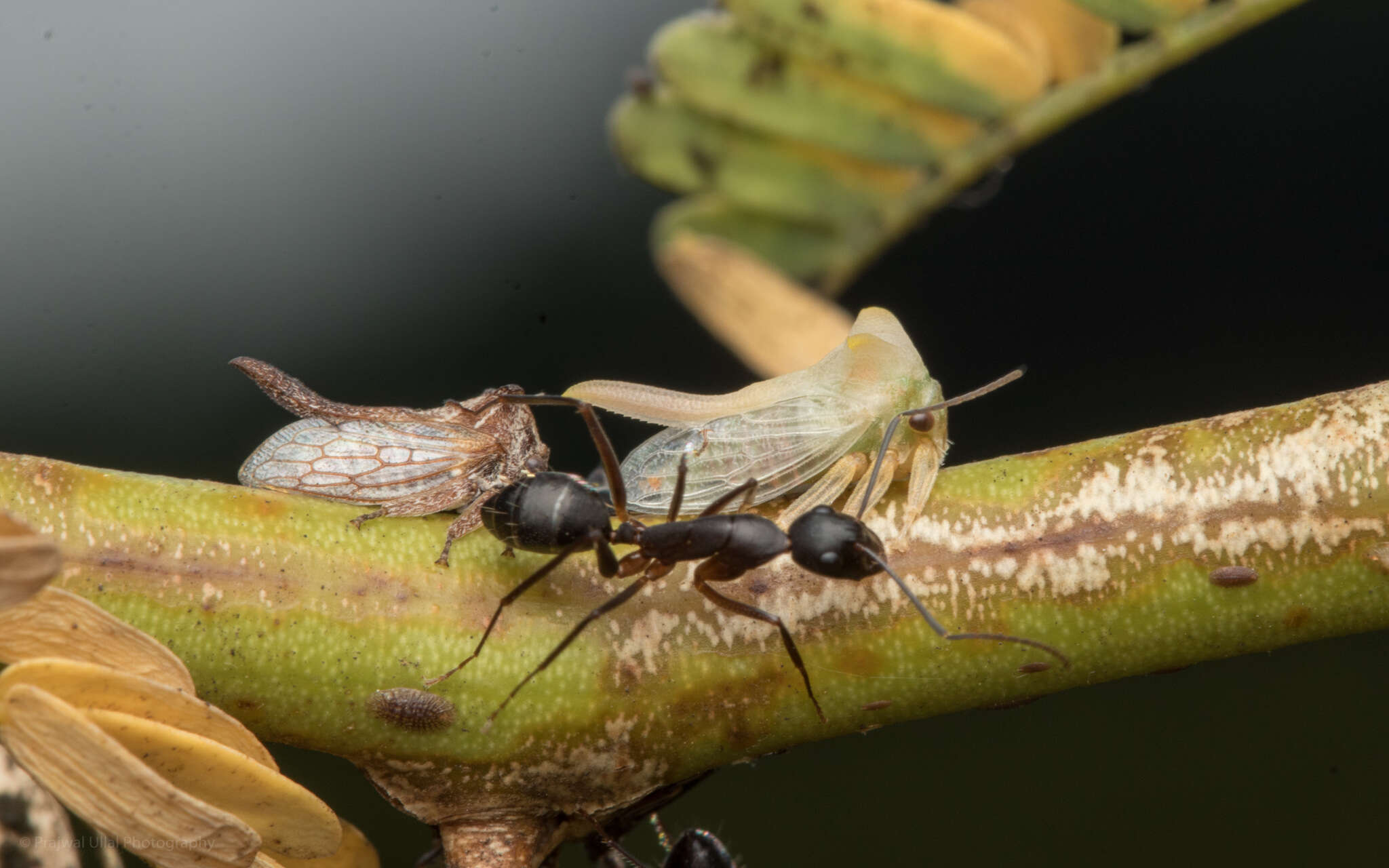 Image of Camponotus compressus (Fabricius 1787)