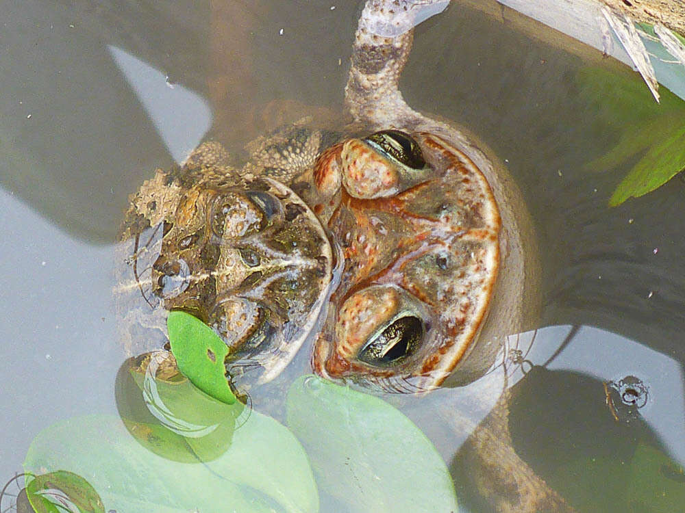 Image of Southern Round-gland Toad