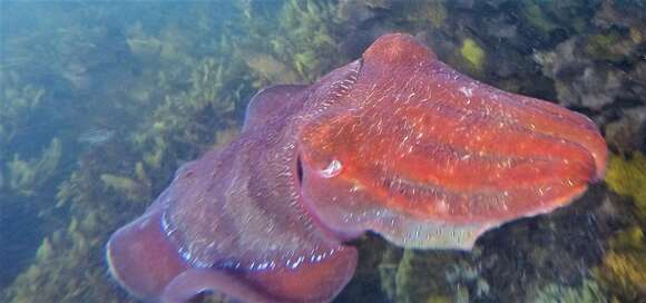 Image of Giant Australian Cuttlefish