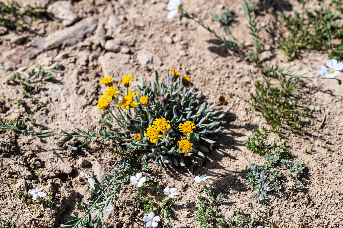 Image of hoary groundsel