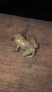 Image of Caretta Robber Frog