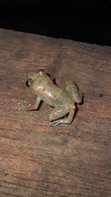 Image of Caretta Robber Frog