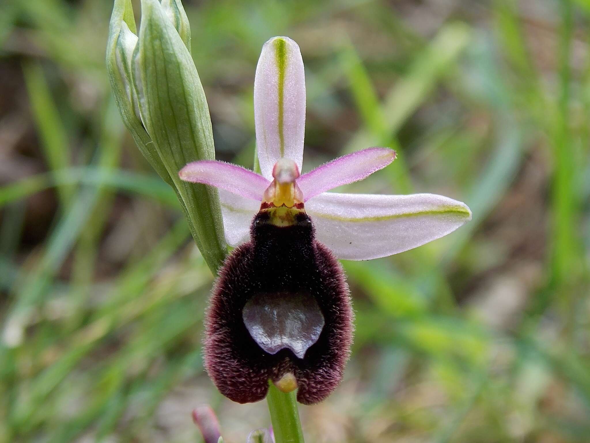 Слика од Ophrys bertolonii Moretti