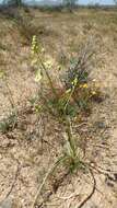 Image of desert deathcamas