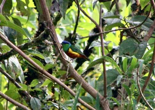 Image of Chestnut-breasted Chlorophonia