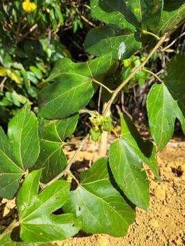 صورة Dalechampia ficifolia Lam.