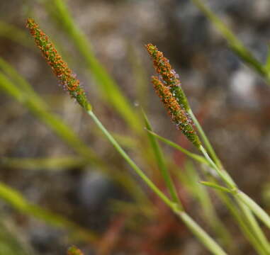 Image of Orange Foxtail